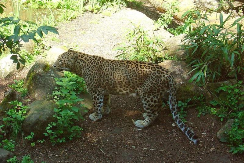 Panthère de Perse (Panthera pardus saxicolor)