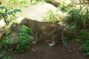 Panthère de Perse (Panthera pardus saxicolor)