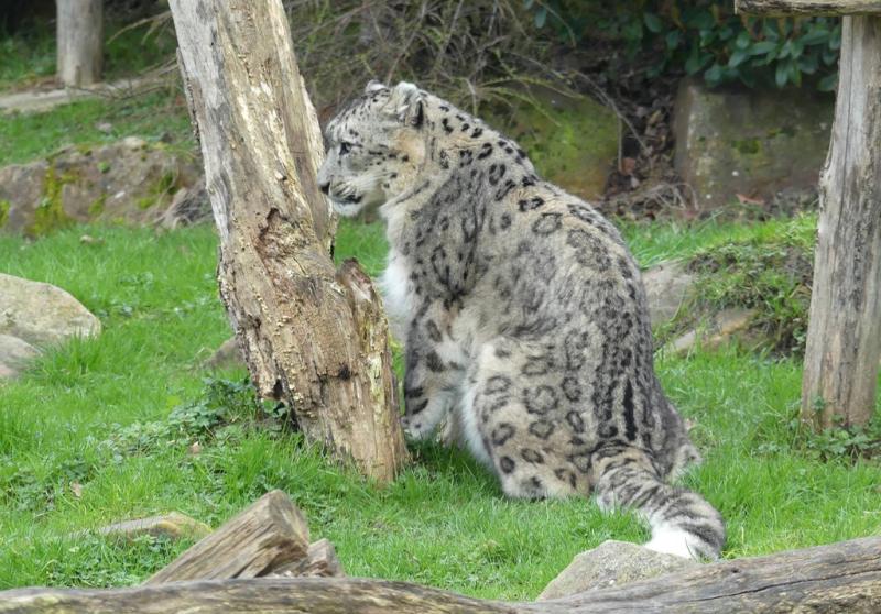 Panthère des neiges (Panthera uncia)