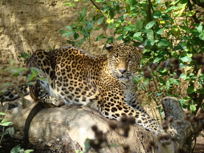 Panthère du Sri Lanka (Panthera pardus kotiya)