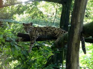 Panthère nébuleuse (Neofelis nebulosa)