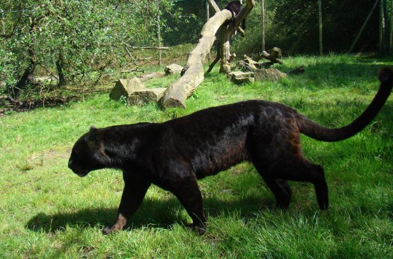 Panthére noire (Panthera pardus)