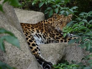 Panthère (Panthera pardus)