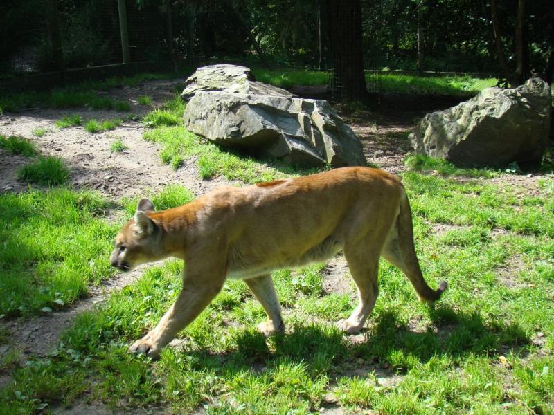 Puma (Puma concolor)