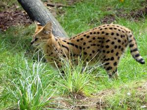Serval (Leptailurus serval)