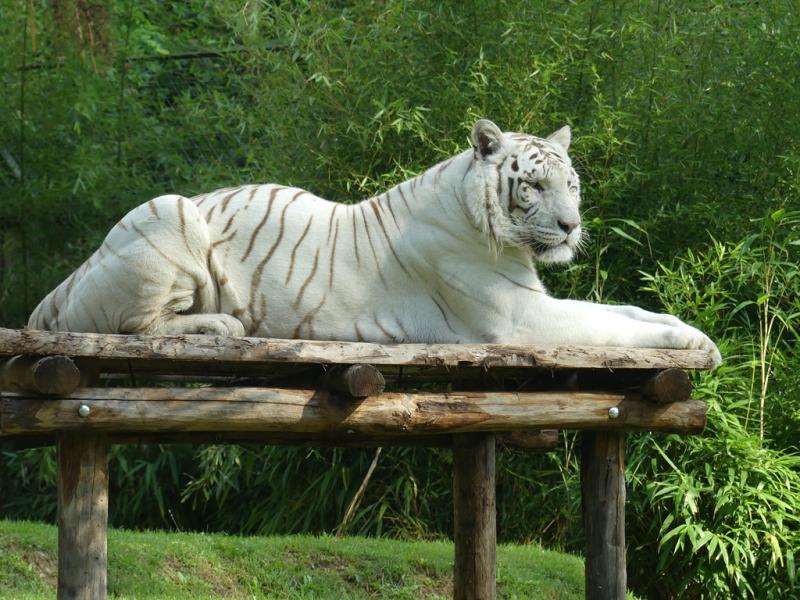 Tigre blanc (Panthera tigris blanc )