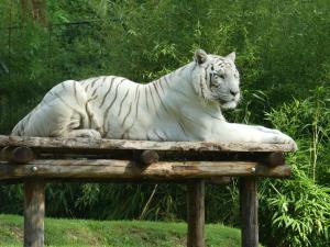 Tigre blanc (Panthera tigris blanc )