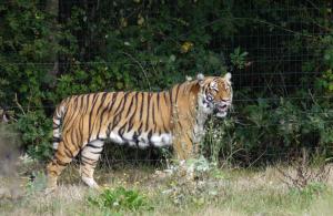 Tigre de Malaisie (Panthera tigris jacksoni)
