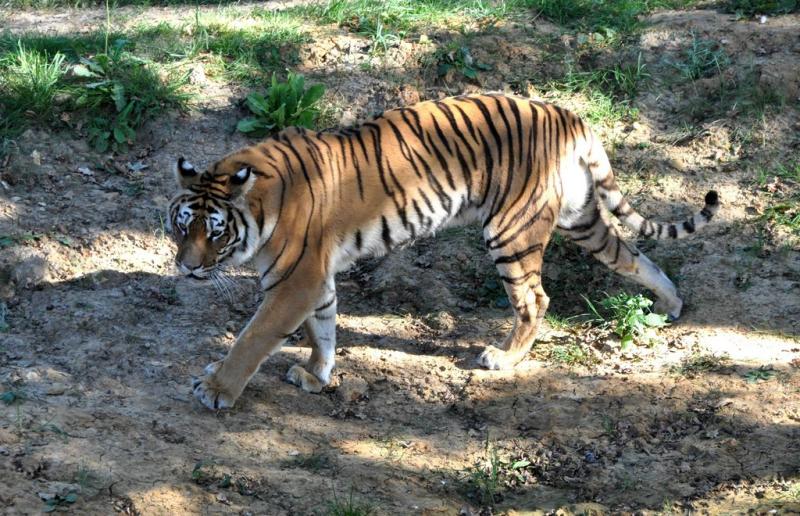Tigre de Sibérie (Panthera tigris altaica)