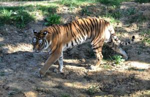 Tigre de Sibérie (Panthera tigris altaica)