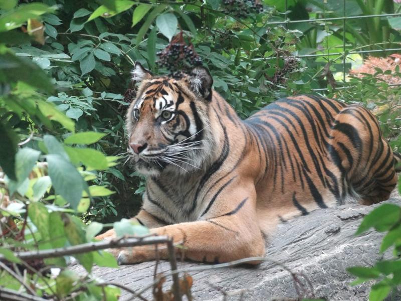 Tigre de Sumatra (Panthera tigris sumatrae)