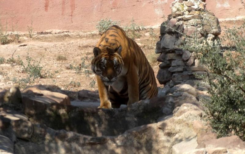 Tigre du Bengale (Panthera tigris tigris)