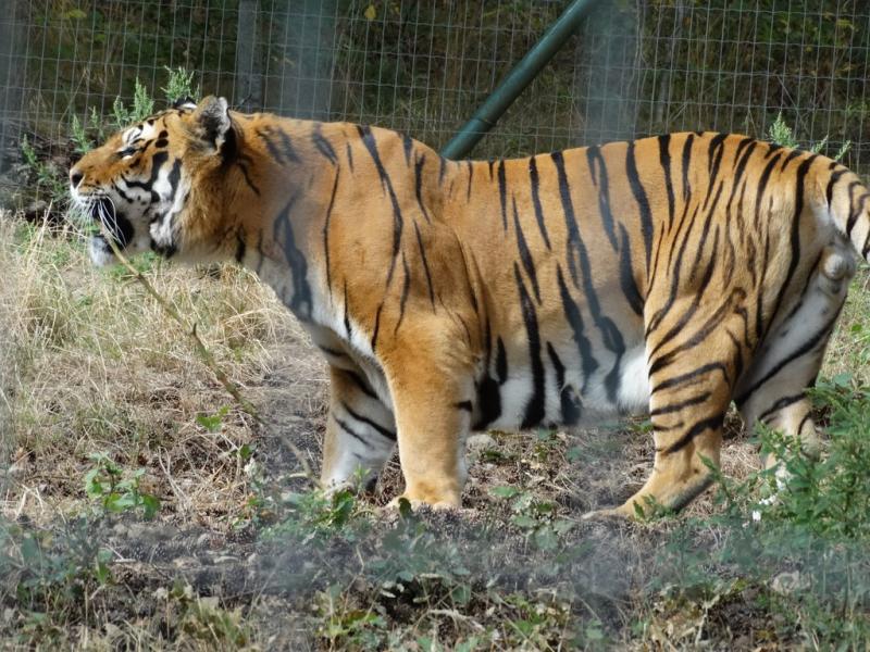 Tigre (Panthera tigris)