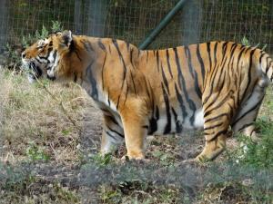 Tigre (Panthera tigris)