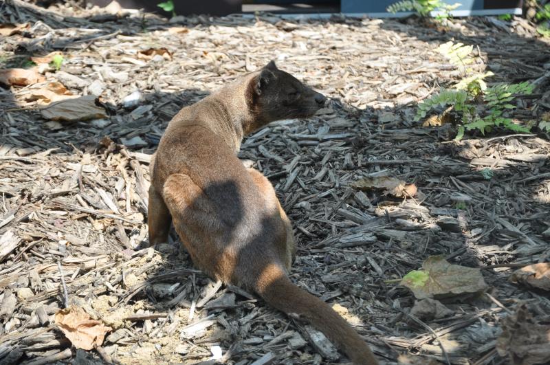 Fossa (Cryptoprocta ferox)