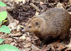 Mangouste brune (Crossarchus obscurus)