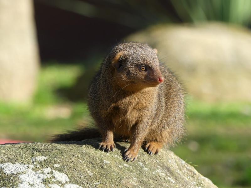Mangouste naine du Sud (Helogale parvula)
