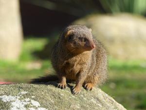 Mangouste naine du Sud (Helogale parvula)