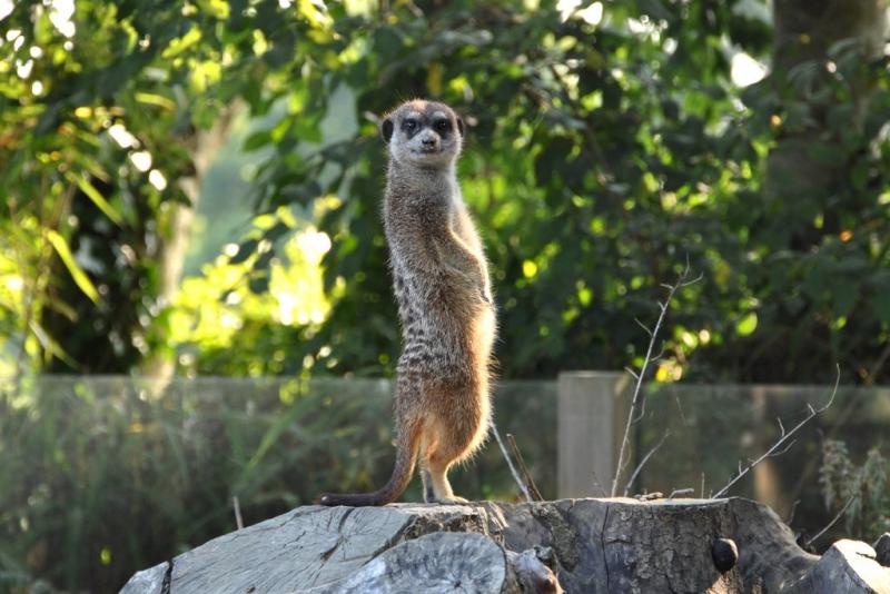 Suricate (Suricata suricatta)