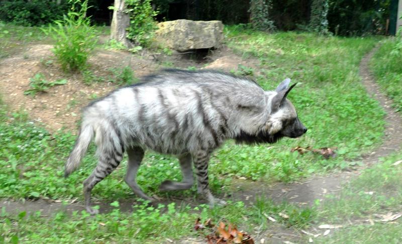 Hyène rayée (Hyaena hyaena)