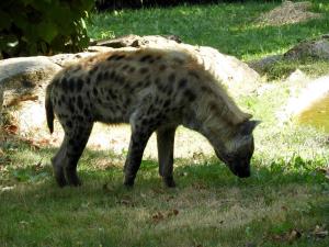 Hyène tachetée (Crocuta crocuta)