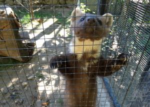 Belette commune (Mustela nivalis)