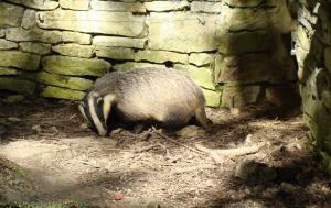 Blaireau (Meles meles)