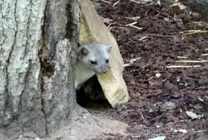 Fouine (Martes foina)