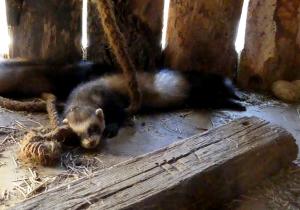 Furet (Mustela putorius furo)