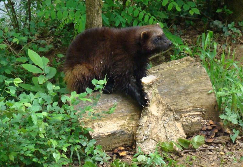 Glouton (Gulo gulo gulo)