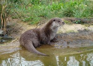 Loutre d'Europe (Lutra lutra)
