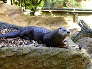 Loutre du Canada (Lontra canadensis)