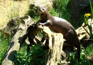 Loutre géante du Brésil (Pteronura brasiliensis)