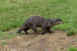 Loutre naine d'Asie (Aonyx cinerea)