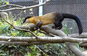 Martre à gorge jaune (Martes flavigula)