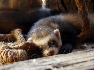 Putois d'Europe (Mustela putorius)