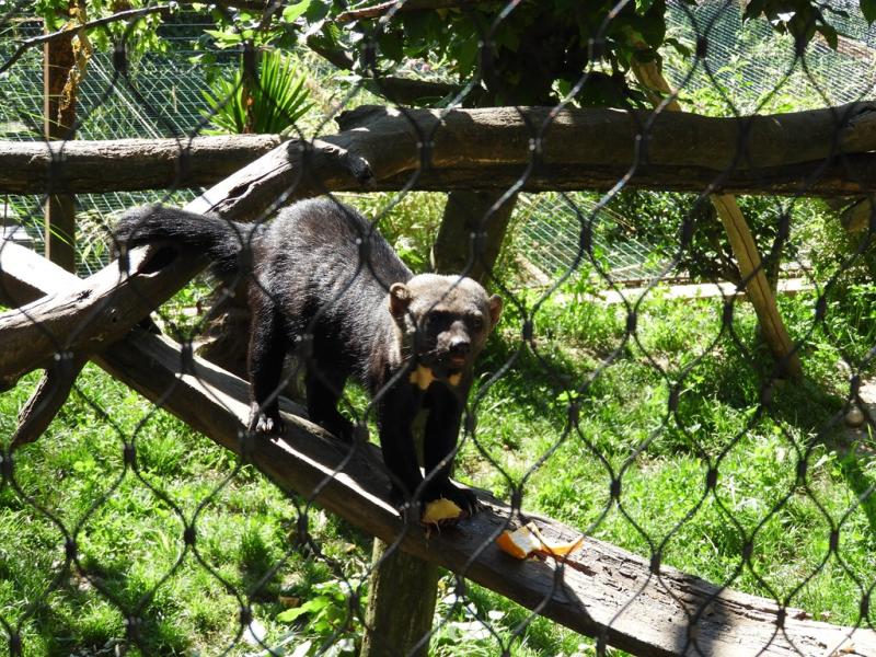Tayra (Eira barbara)
