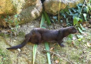 Vison d'Amérique (Mustela vison)