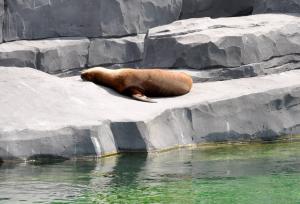 Otarie à fourrure australe (Arctocephalus australis)