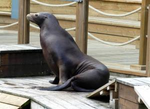 Otarie de Californie (Zalophus californianus)