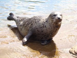 Phoque veau marin (Phoca vitulina)