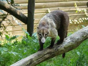 Coati à nez blanc (Nasua narica)