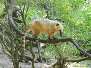 Coati roux (Nasua nasua)