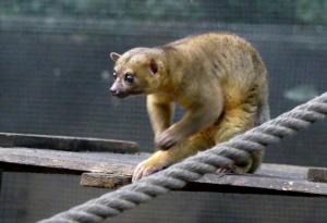 Kinkajou (Potos flavus)