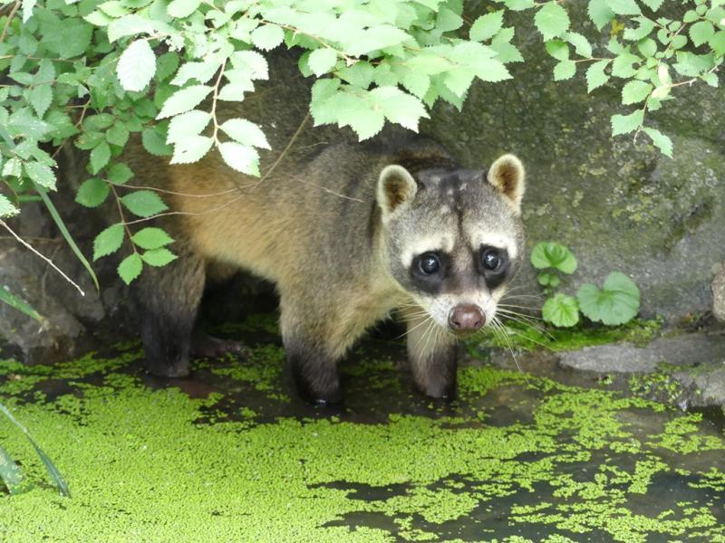 Raton crabier (Procyon cancrivorus)