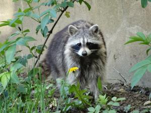 Raton laveur (Procyon lotor)