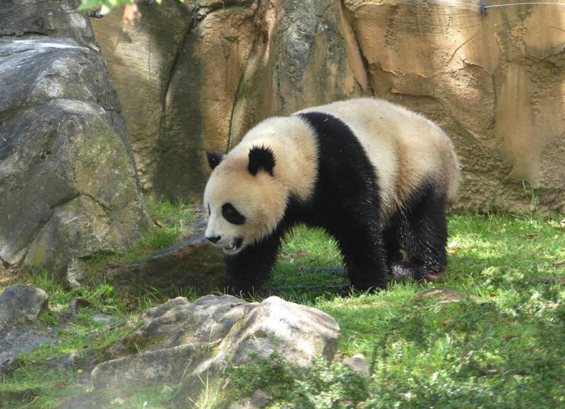 Grand panda (Ailuropoda melanoleuca)