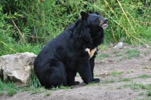 Ours à collier (Ursus thibetanus)