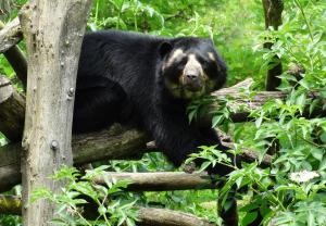 Ours à lunettes (Tremarctos ornatus)