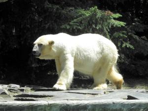 Ours polaire (Ursus maritimus)